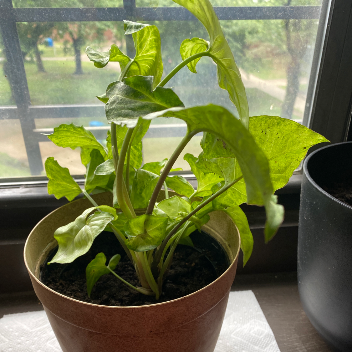 Syngonium 'White Butterfly' plant photo by Felisha named Luna on Greg, the plant care app.