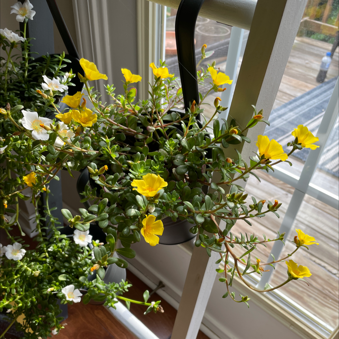 Wingpod Purslane plant with yellow flowers in a hanging pot near a window.