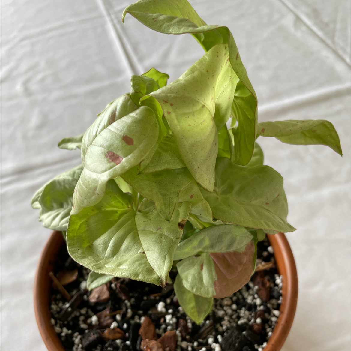 Potted Confetti Syngonium plant with some yellowing and browning leaves.