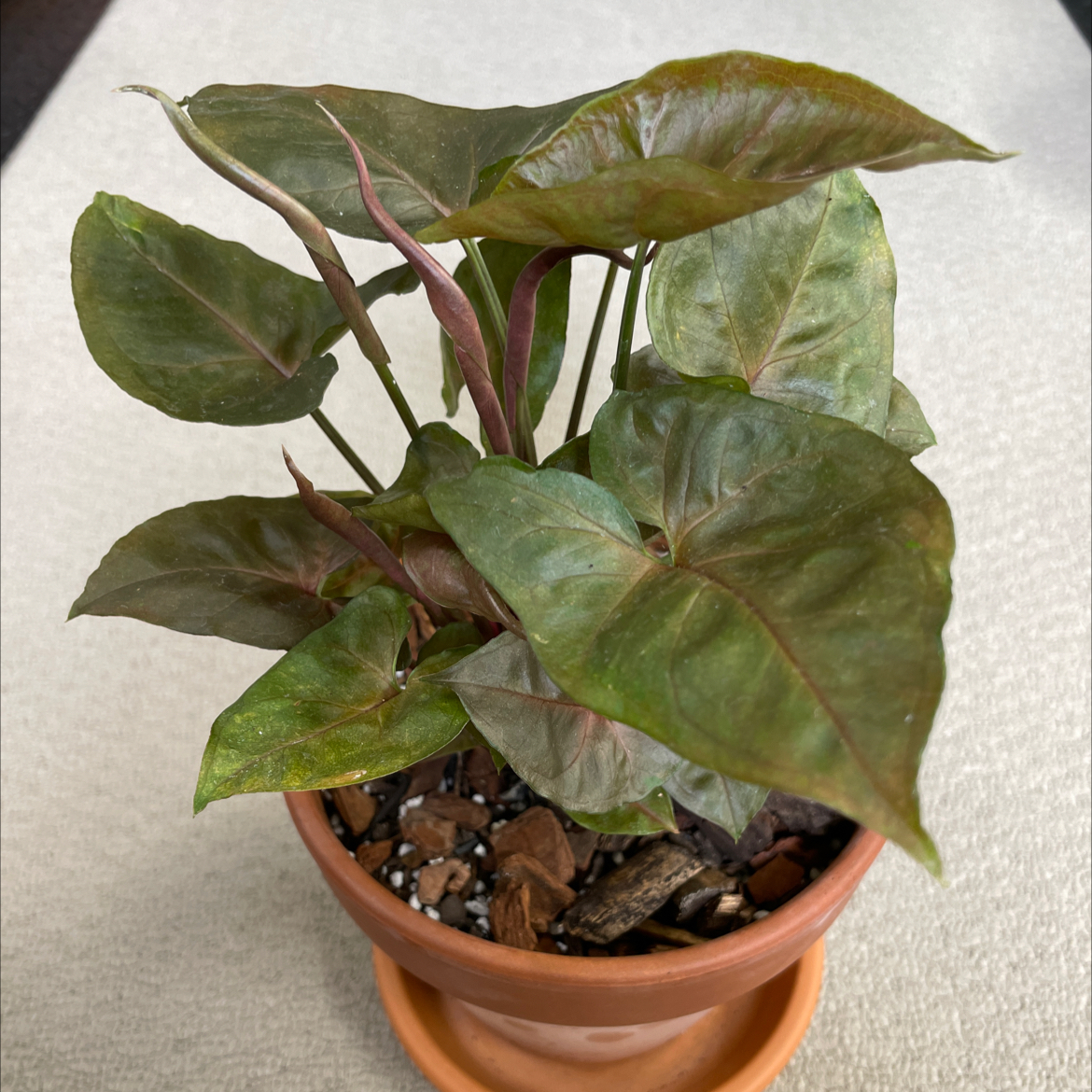 Syngonium 'Maria Allusion' plant in a terracotta pot with mostly healthy leaves.
