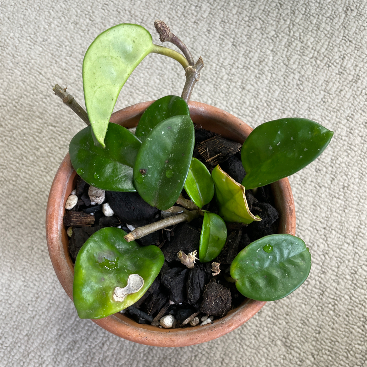 Potted Chelsea Hoya plant with thick, waxy leaves. Some minor leaf damage visible.