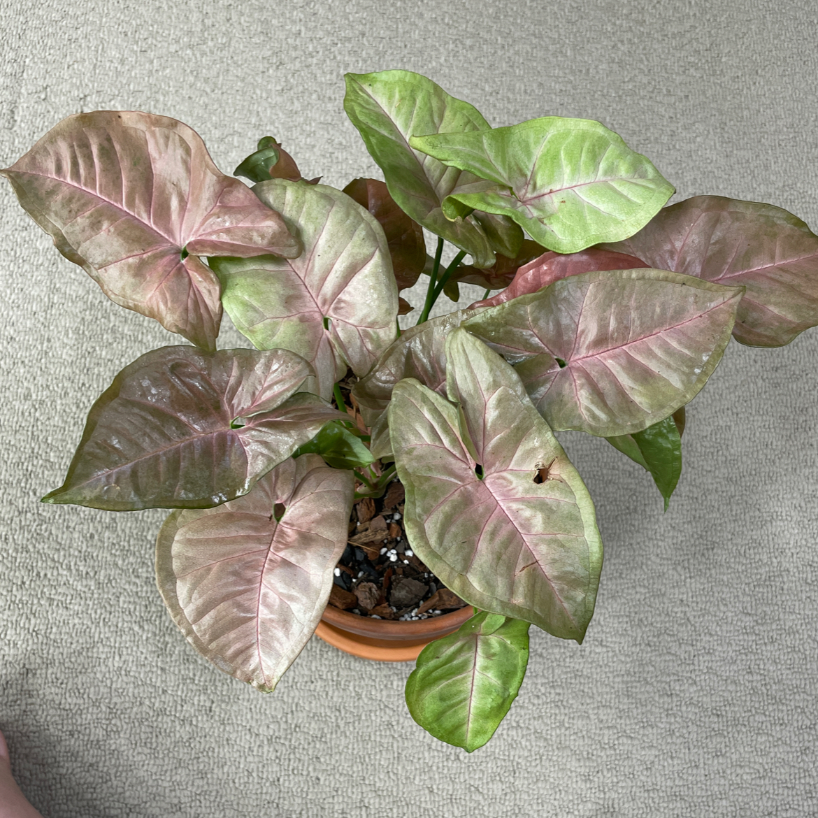 Pink Arrowhead Vine with pink and green leaves, some with small holes, in a pot.