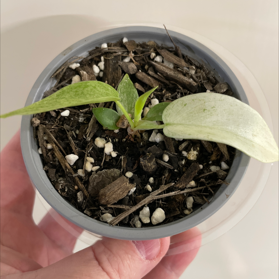 Philodendron 'Florida Ghost' plant in a pot with visible soil and a mix of green and white leaves.