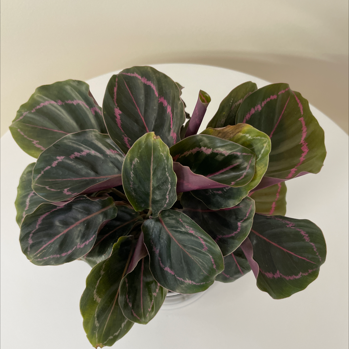 Healthy Prayer Plant Dottie with dark green leaves and pink veins.