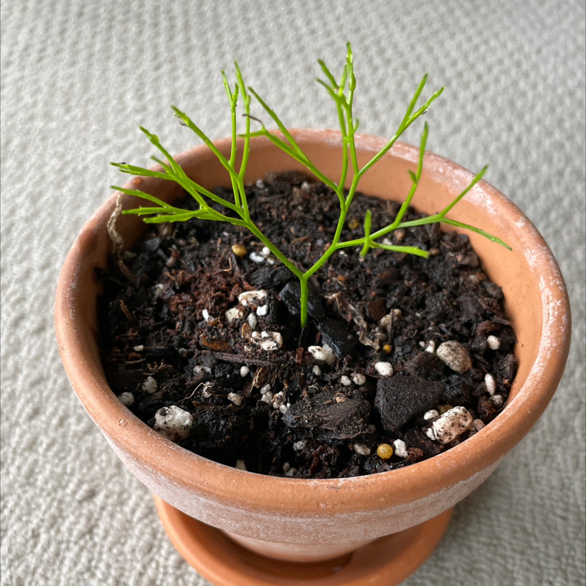 A healthy Whisk Fern plant in a terracotta pot with visible soil.