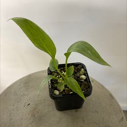 Anthurium vittarifolium plant