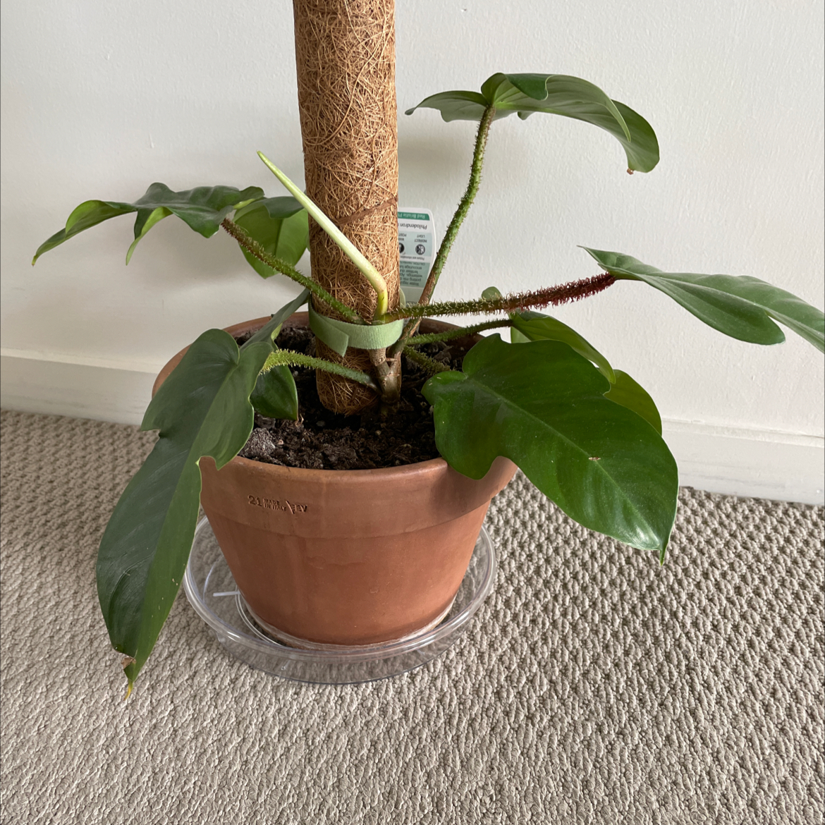 Potted Hairy Philodendron plant with green leaves and a moss pole.