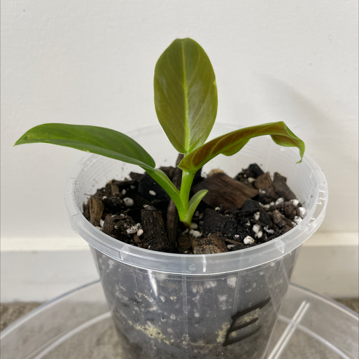 Young Philodendron subhastatum plant in a clear plastic pot with visible soil.