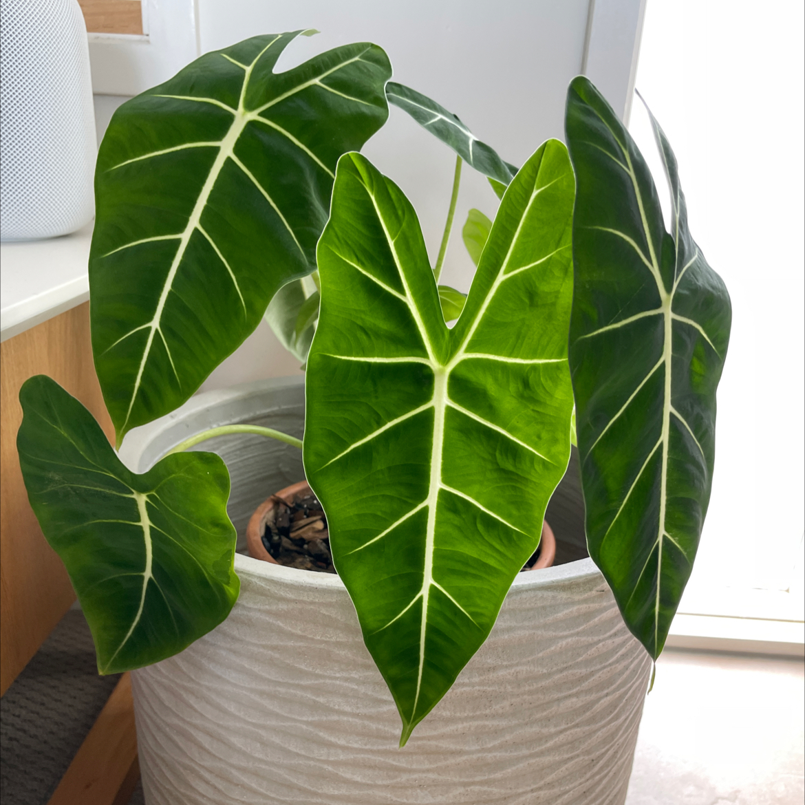 Green Velvet Alocasia plant with large, dark green leaves and prominent white veins in a pot.