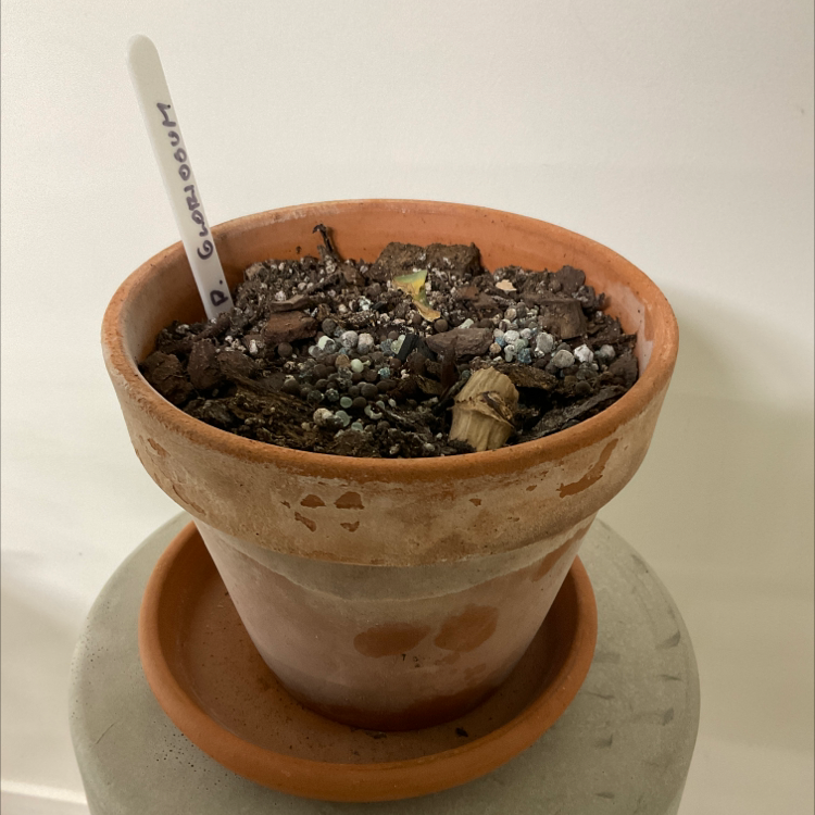 Potted Philodendron gloriosum with visible soil and no foliage.
