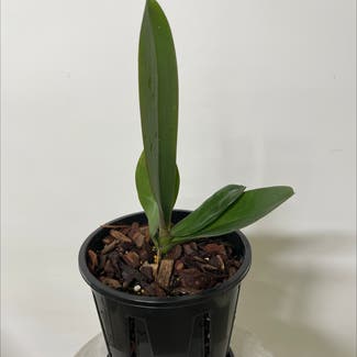 Phalaenopsis Orchid plant in Brisbane City, Queensland