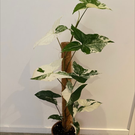 Photo of the plant species Variegated Arrowhead Vine by Gordo named Syngonium podophyllum 'Albo-variegatum' on Greg, the plant care app