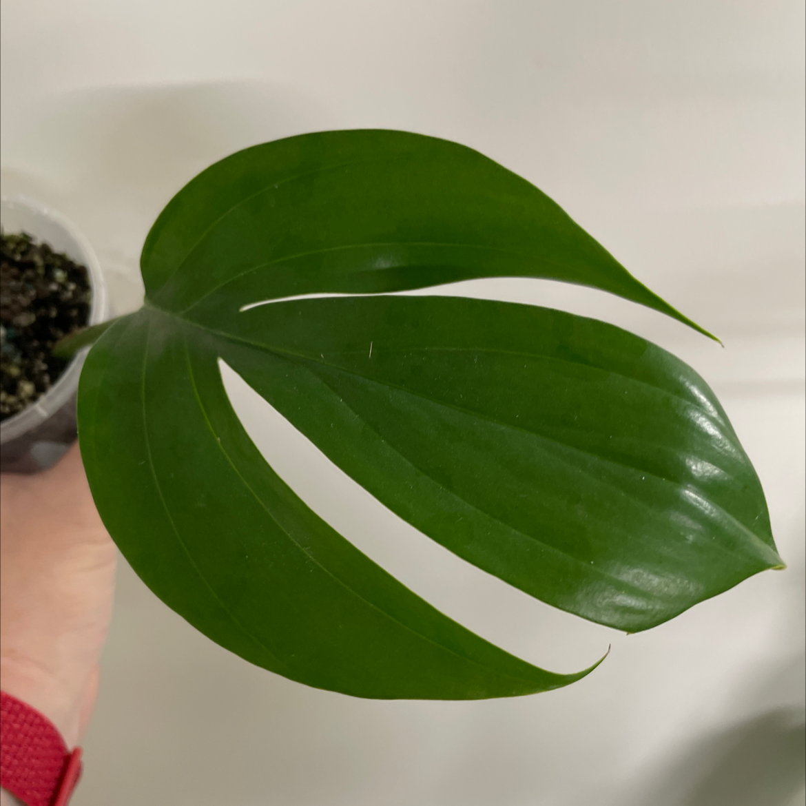 Dragon Tail Plant with a healthy green leaf held by a hand, soil partially visible.