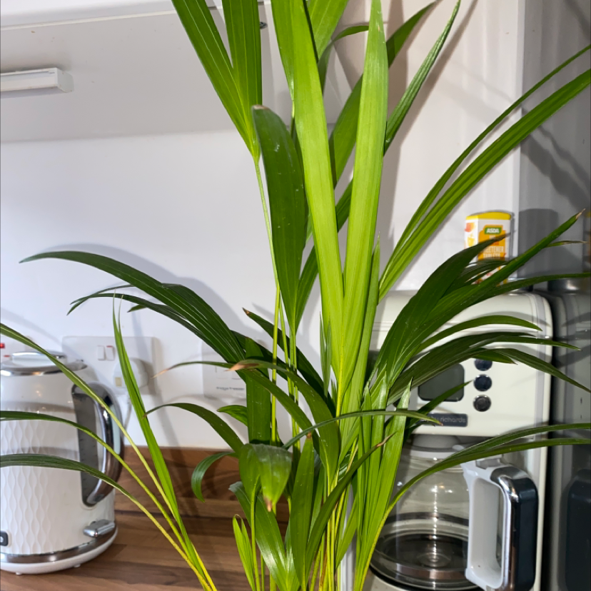 Healthy Christmas Palm plant indoors with green leaves and kitchen appliances in the background.