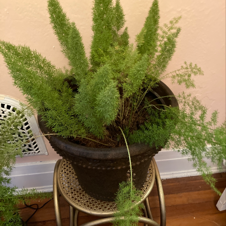 Overhead view of a lush, healthy potted plume asparagus fern plant with soft feathery green fronds, in a wicker basket on a wood floor
