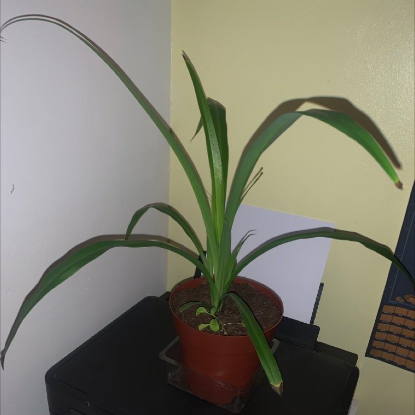 Spider Plant plant photo by @ellabby named Nemo on Greg, the plant care app.