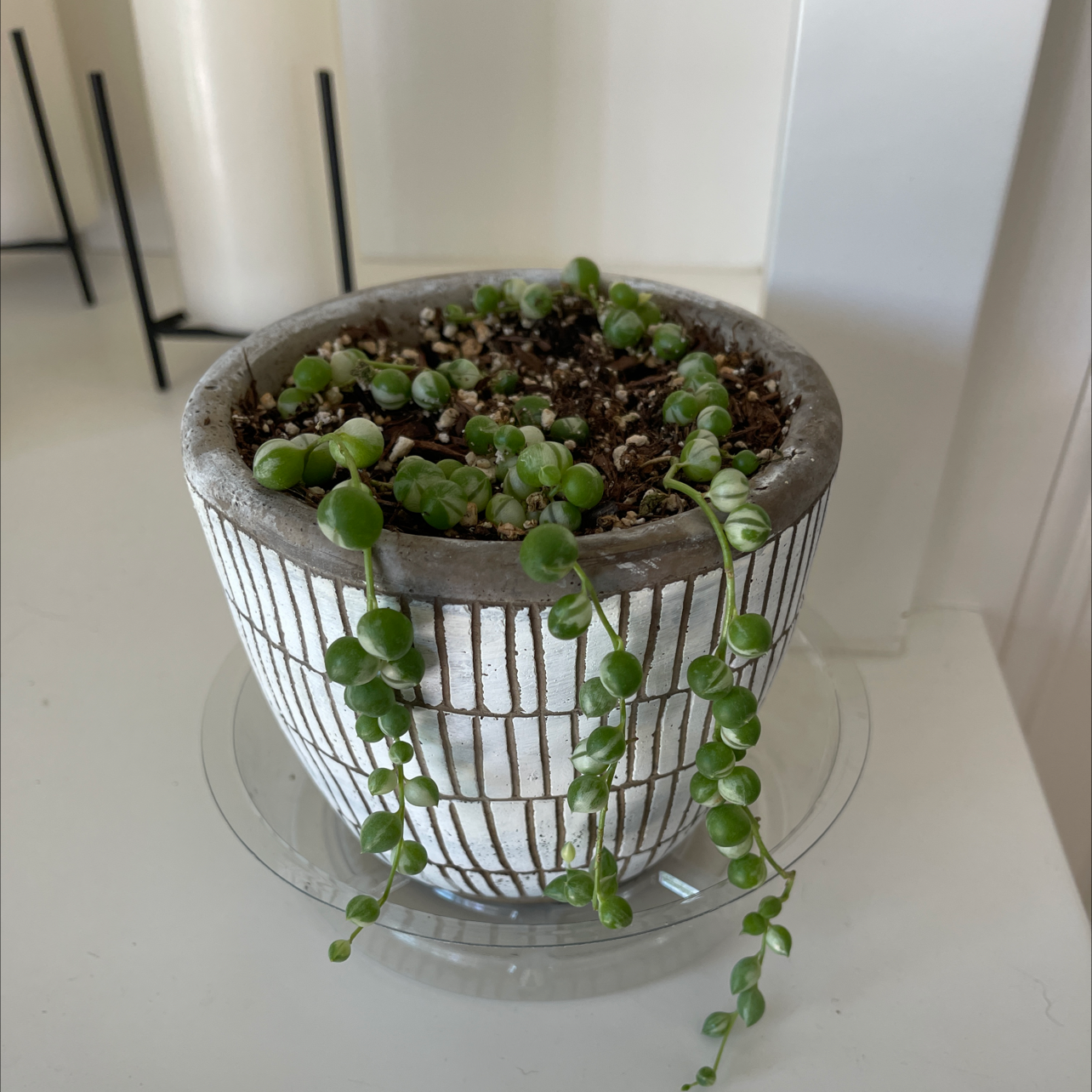 Potted Variegated String of Pearls plant with visible soil and healthy green pearls.