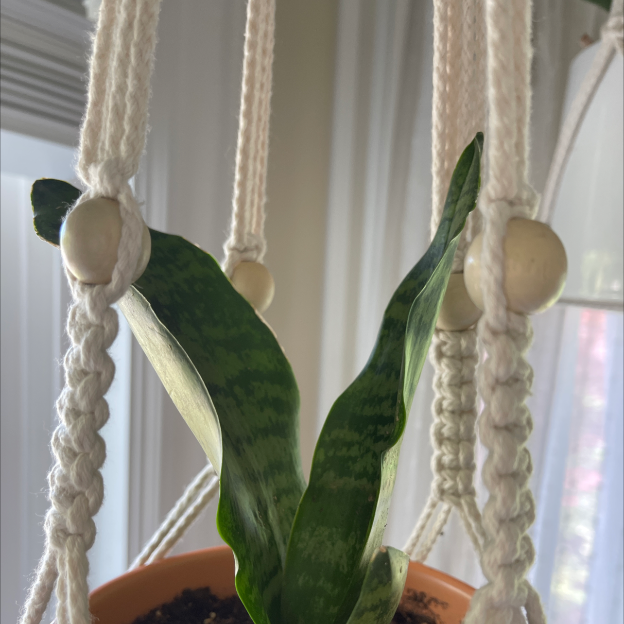 Bird's Nest Snake Plant in a hanging pot with vibrant green leaves.
