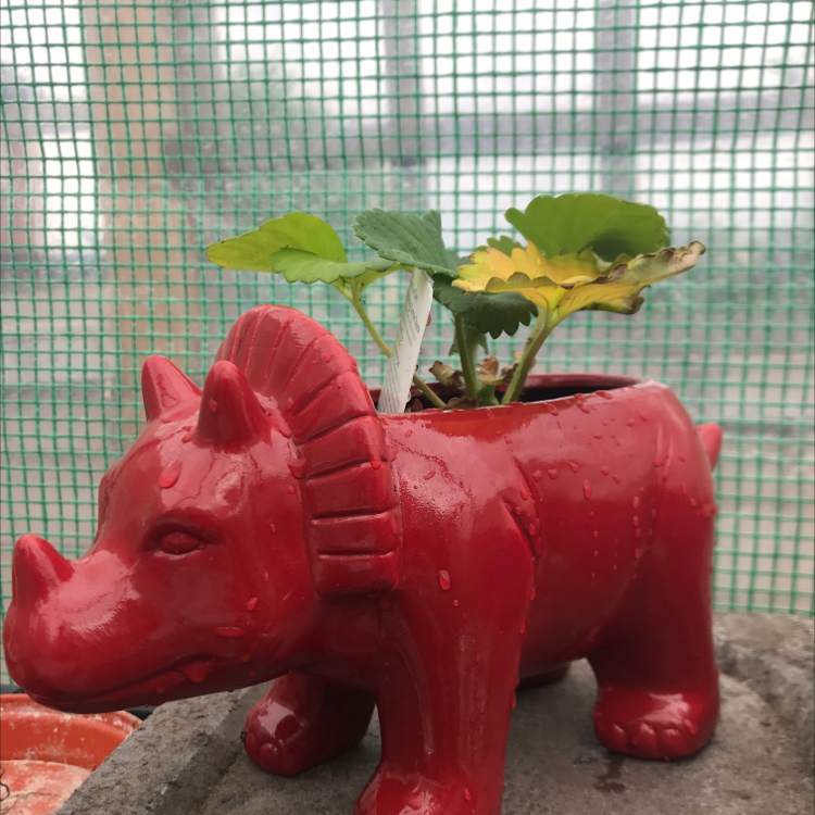 Strawberry plant photo by Aimee named Strawberries on Greg, the plant care app.