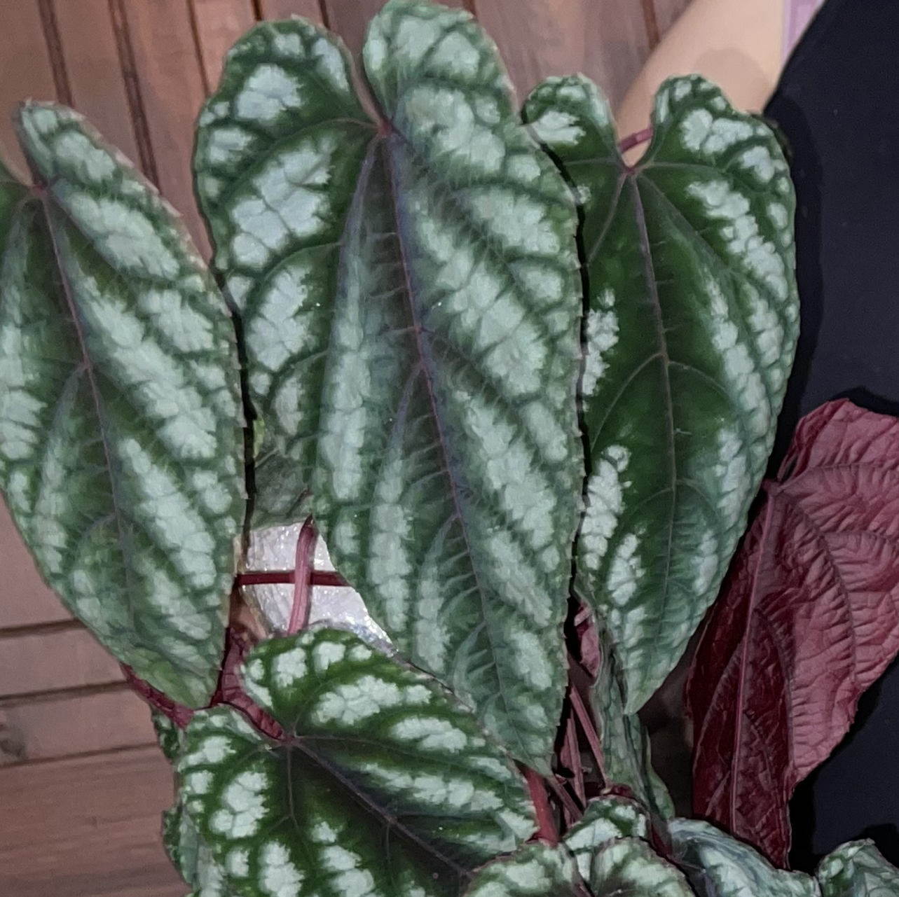 Photo of the plant species Rex Begonia Vine by @Dianasorustrex named Dragon Scales on Greg, the plant care app