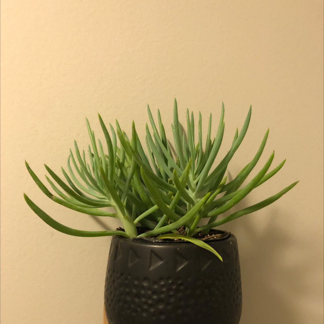 Photo of the plant species Narrow-Leaf Chalk Sticks by Lyndsay named Clooney on Greg, the plant care app