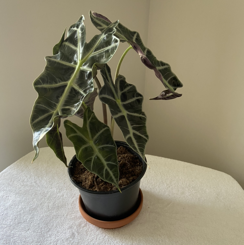 Photo of the plant species Alocasia Polly Plant by @PlantDadMF named Alocasia Amazonica Polly on Greg, the plant care app