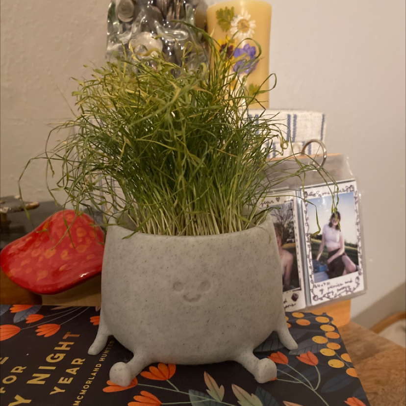 Healthy wheatgrass plant in a whimsical pot with a smiley face.