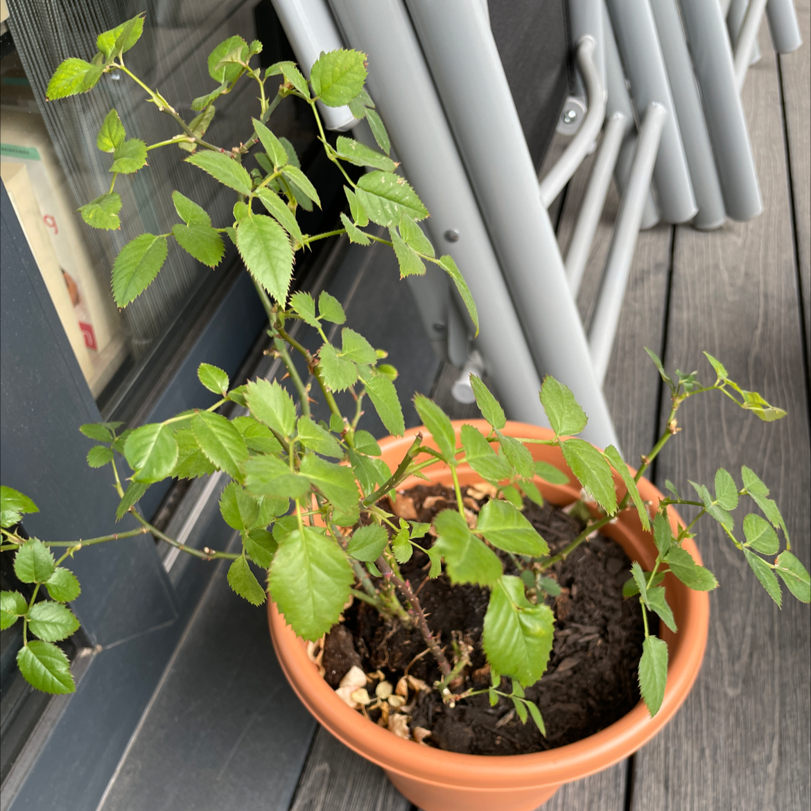 Potted Dog Rose plant with green leaves, healthy appearance, and visible soil.