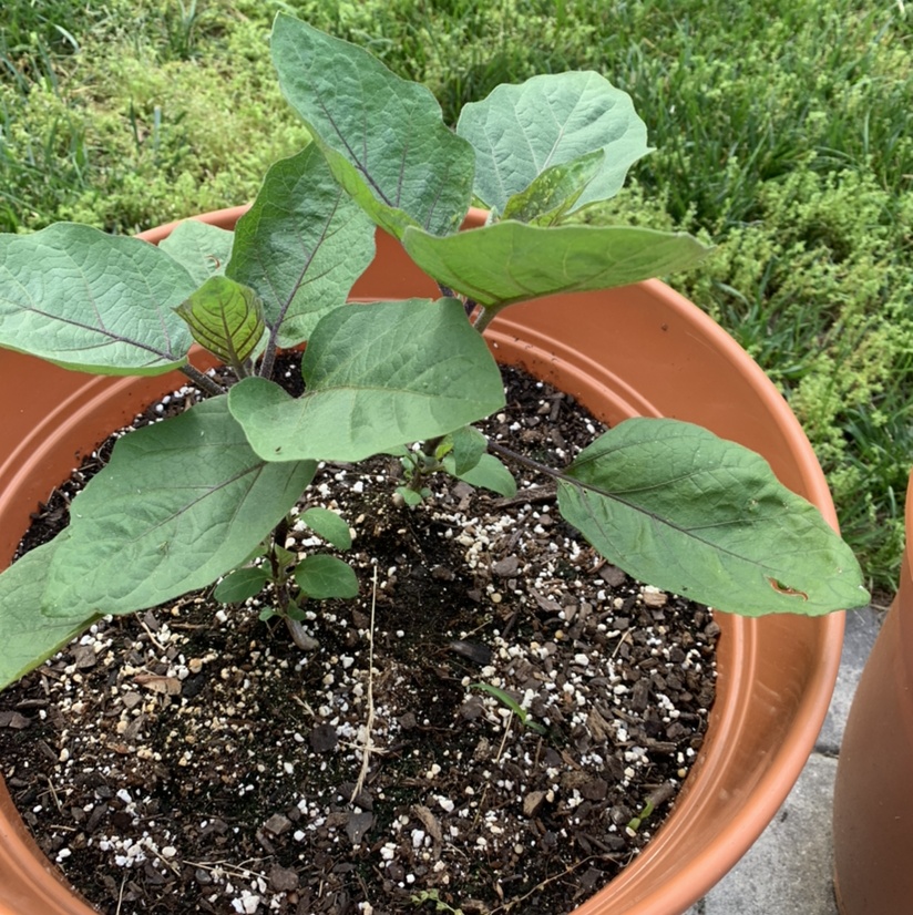 Eggplant plant in a terracotta pot with healthy green leaves and visible soil.