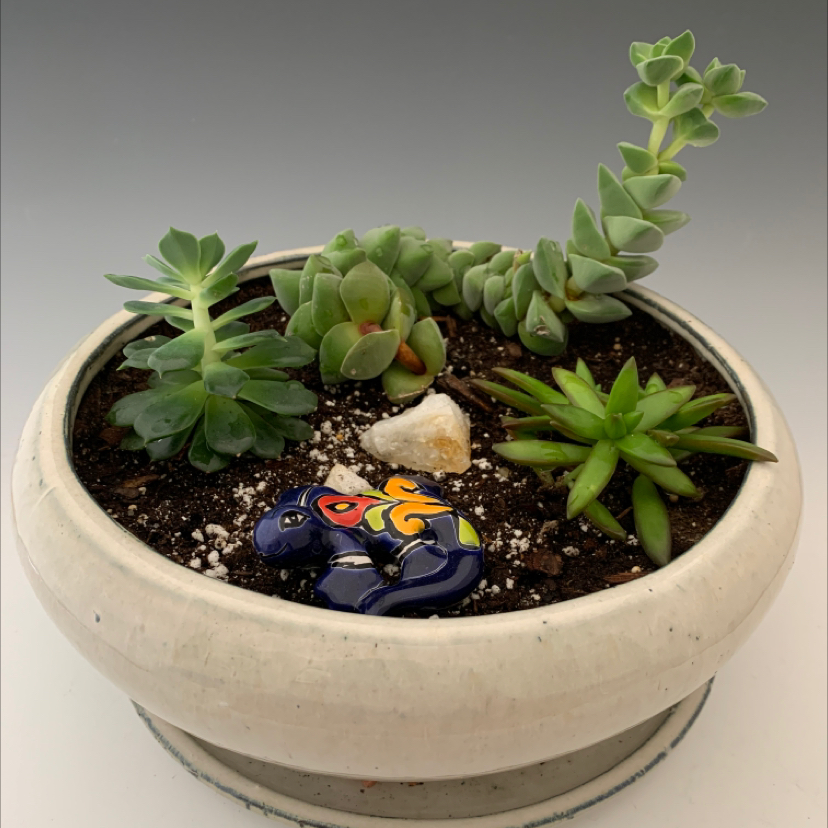 Potted arrangement of multiple succulent plants, including Palmer's Sedum, in a white pot with visible soil.
