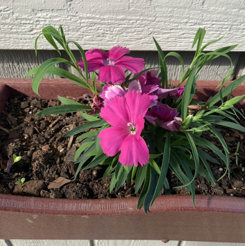 Chinese Pink plant with vibrant pink flowers in a rectangular planter.