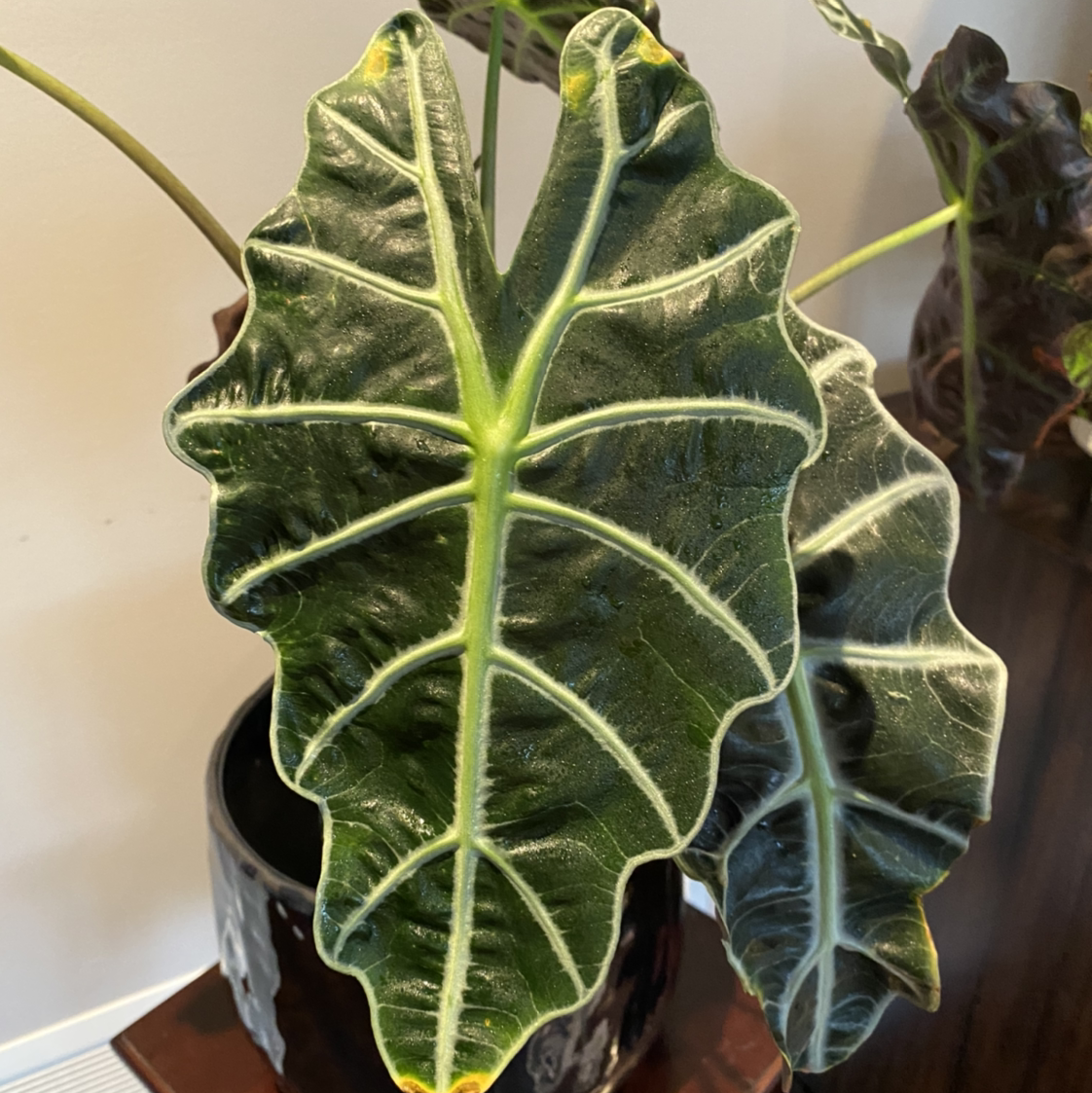 Taro plant with large, dark green leaves and prominent white veins.