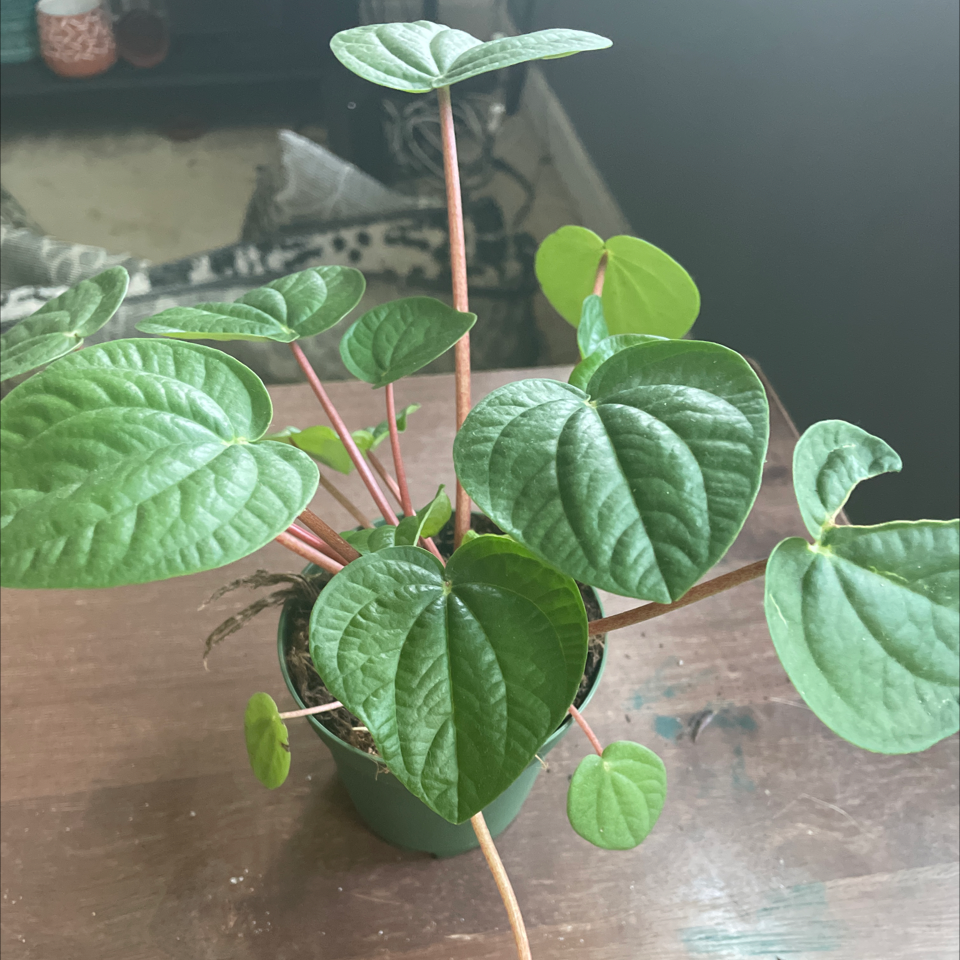 Rana Verde Peperomia plant with vibrant green leaves in a small pot.