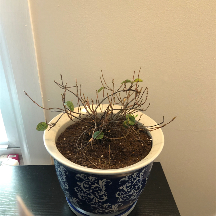 Potted Asian Jasmine plant with sparse foliage and visible soil.