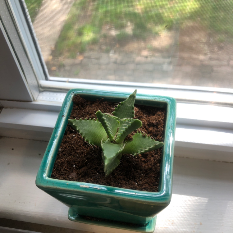 Tiger's Jaw plant in a small, square pot on a windowsill, with visible soil.