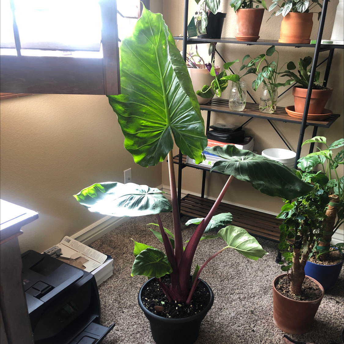 Alocasia 'Imperial Red' plant with large green leaves and red stems indoors near a window.