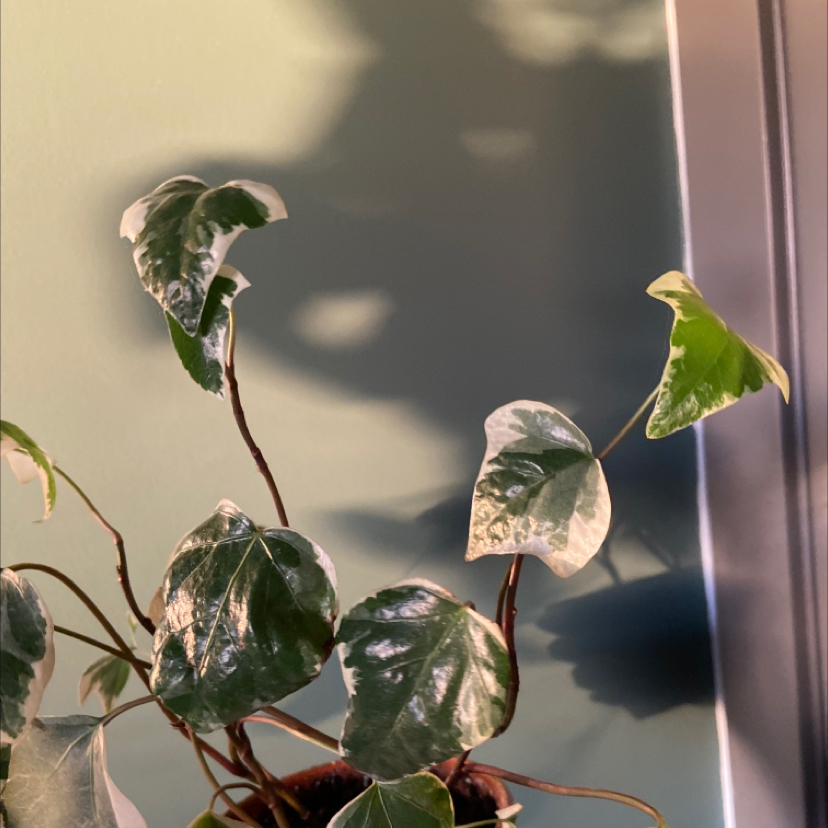 variegated ivy plant photo by @ashley.oram named Ivy 2.0 on Greg, the plant care app.