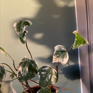 Variegated Ivy Indoors 'Variegata' (Hedera helix) - MyGardenLife
