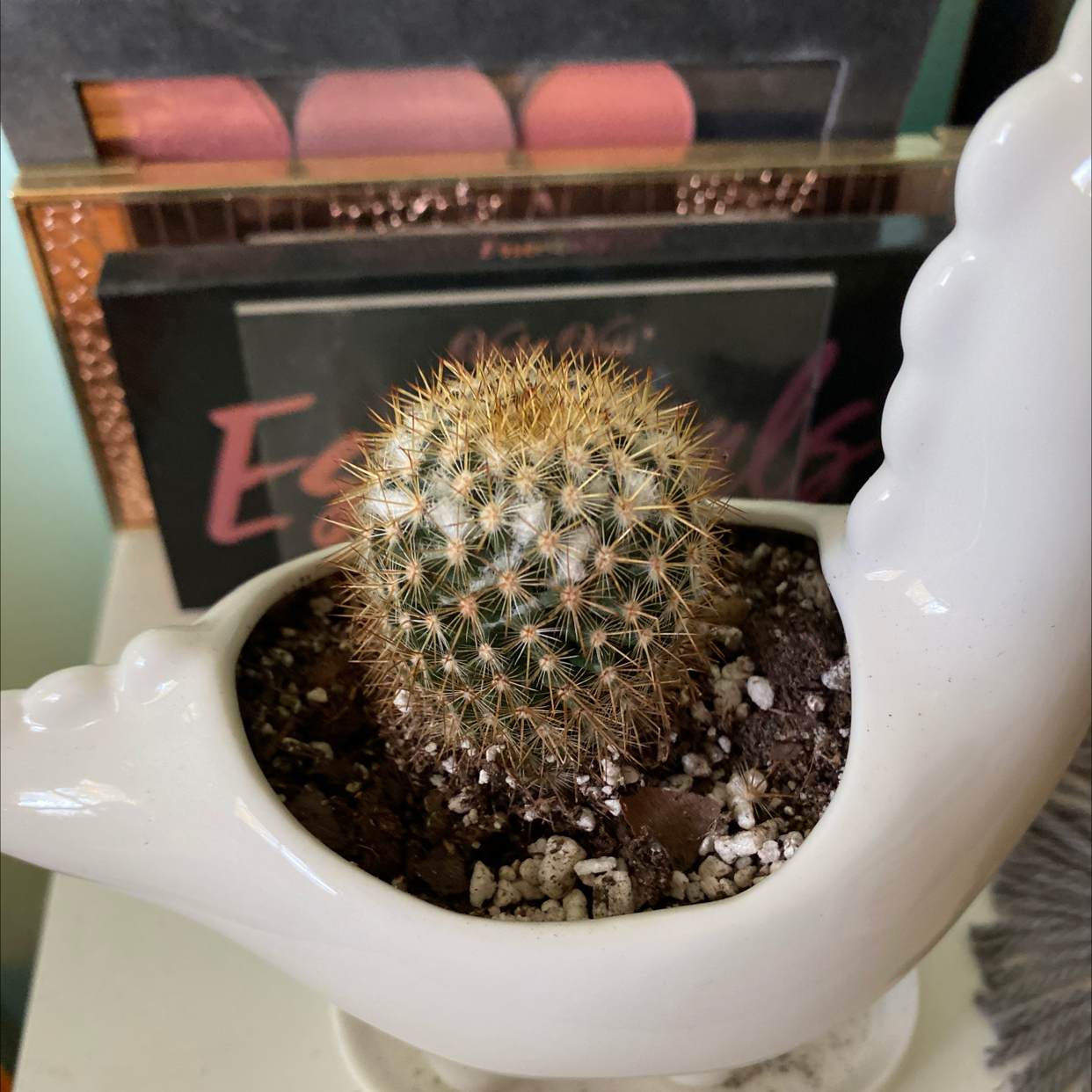 Spiny Pincushion Cactus in a white pot with visible soil, appears healthy.
