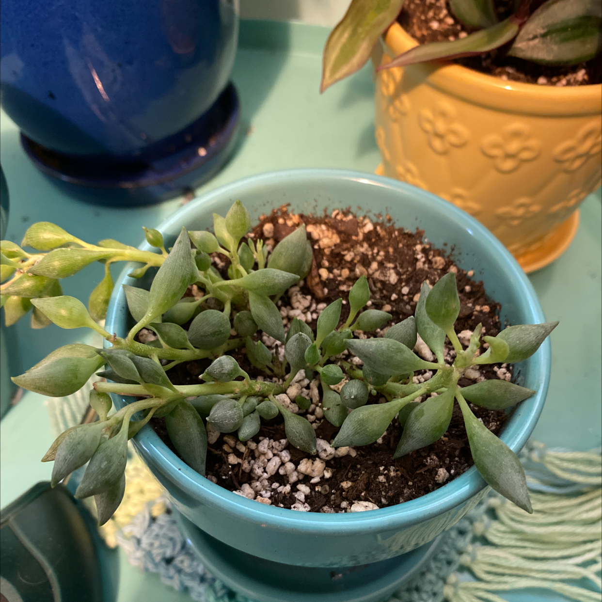 Potted String of Watermelons plant in a blue pot with visible soil and healthy foliage.