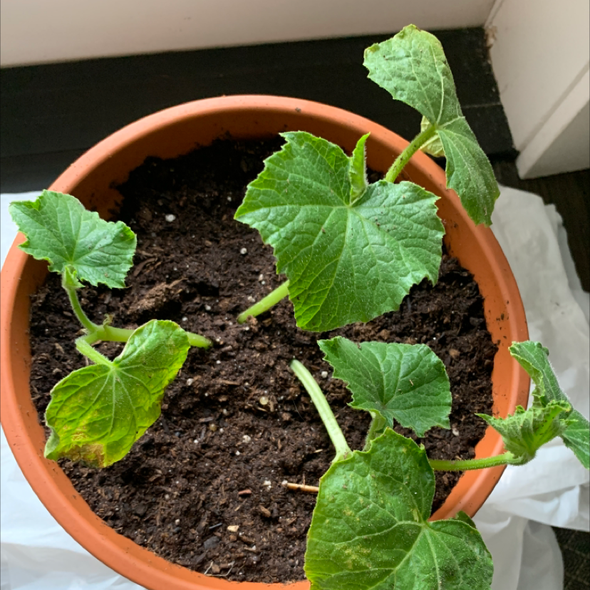 Potted cucumber plant with green leaves, some yellowing and browning, visible soil.