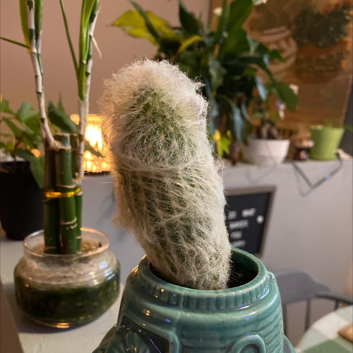 Silver Torch Cactus in a decorative pot with other plants in the background.