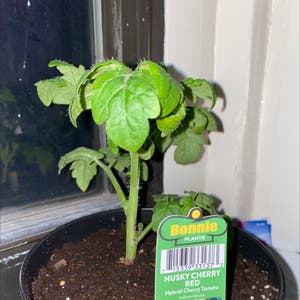 Tomato Plant plant photo by @plantfanatec named Theo on Greg, the plant care app.