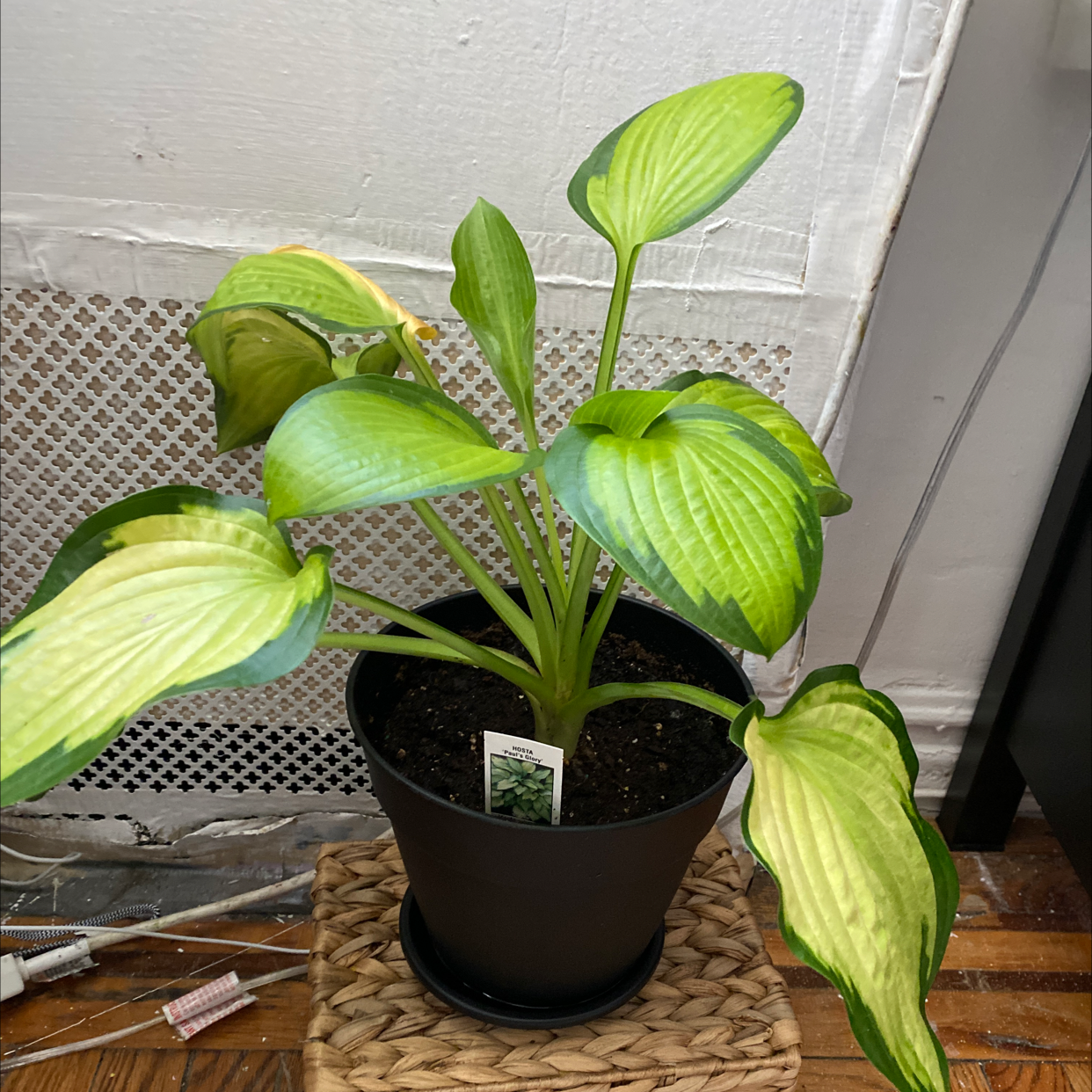 Potted Hosta 'Patriot' plant with some yellowing and browning leaves, placed indoors on a woven mat.