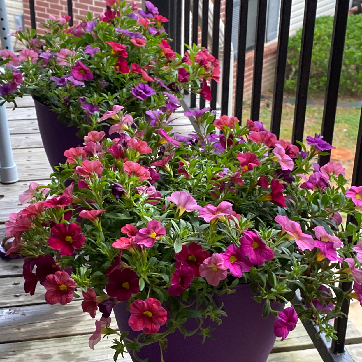 Million Bells plant photo by Matthew named Steven on Greg, the plant care app.