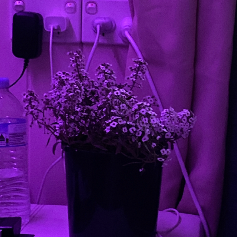 Photo of the plant species Lobularia 'Snow Princess' by Georgia named White stream on Greg, the plant care app