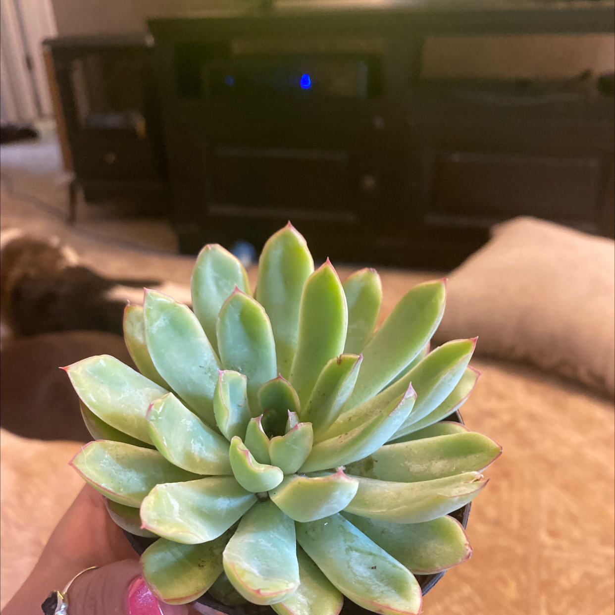 Photo of the plant species Echeveria 'Pelusida' by Taylor named Barracuda Dude on Greg, the plant care app