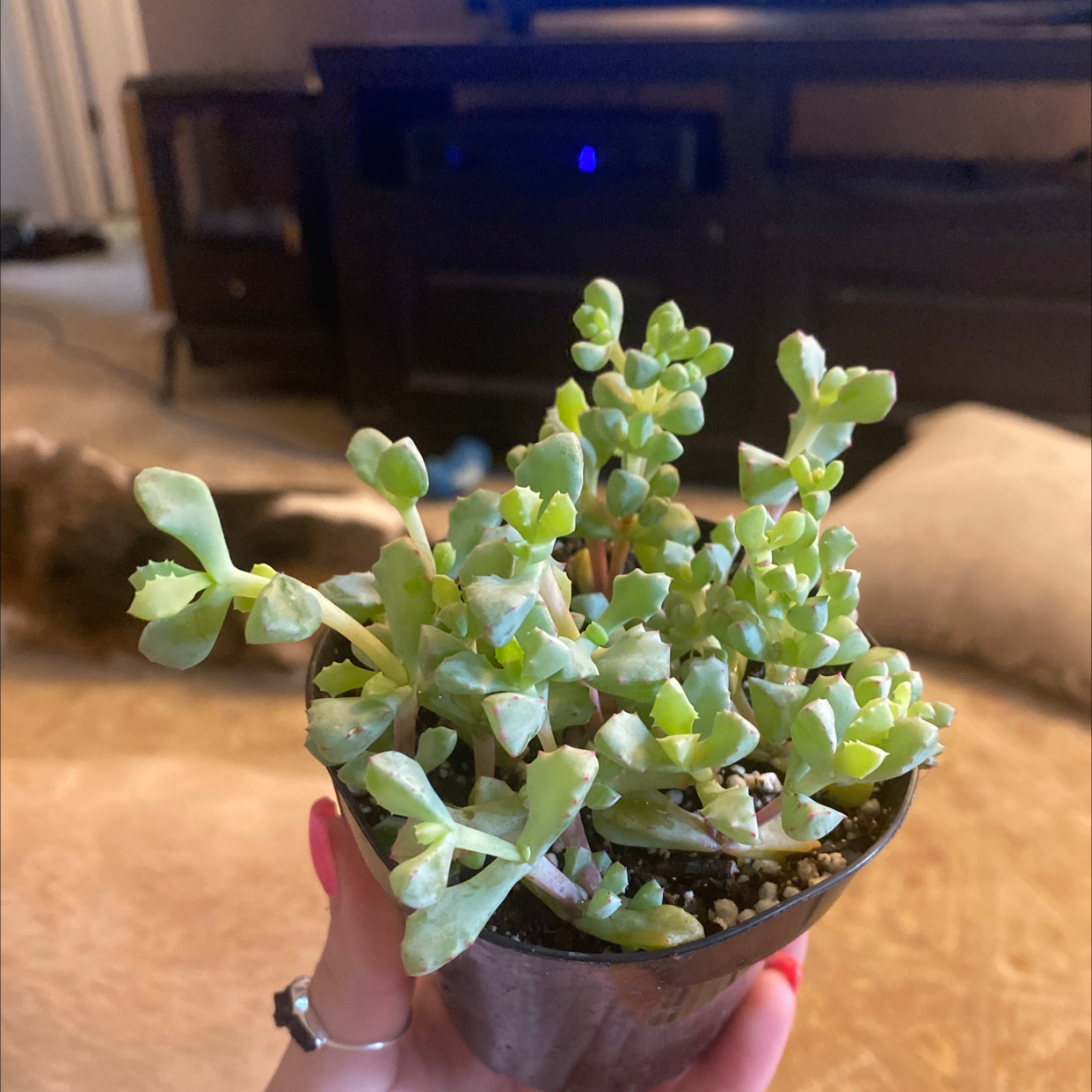 Potted Deltoid-Leaved Dew Plant held by a hand in an indoor setting.