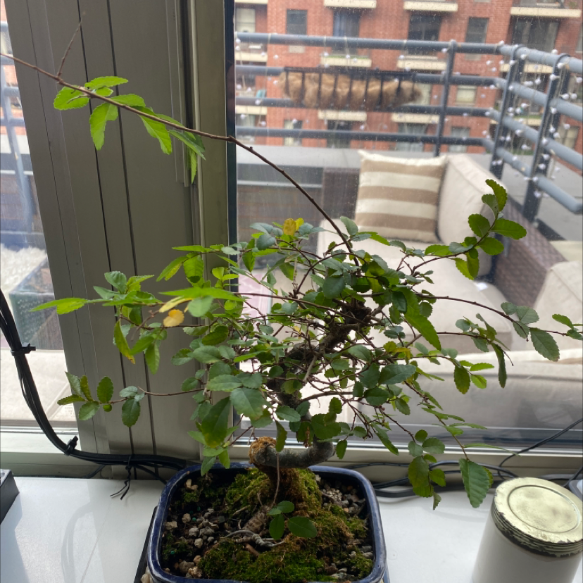 Healthy Chinese Elm bonsai tree in a blue pot on a window sill, with bright green foliage and no signs of disease.