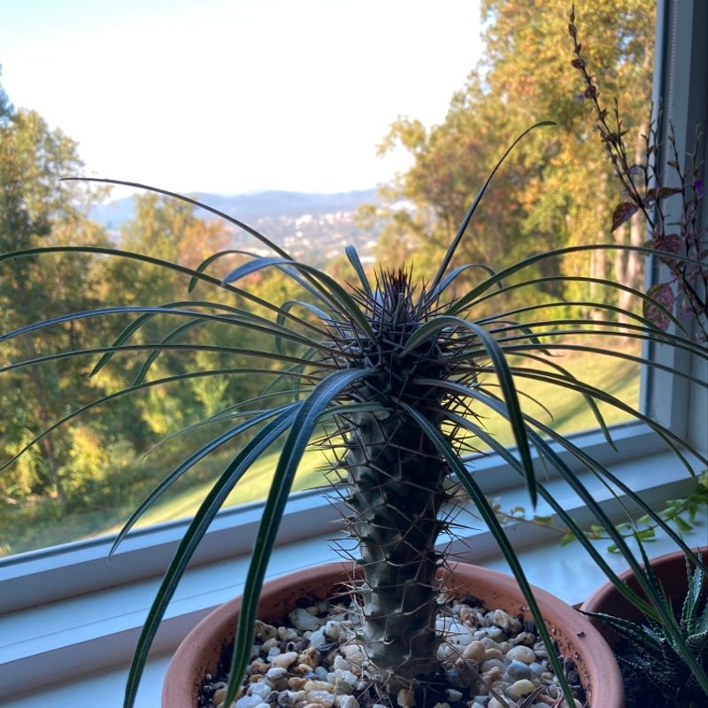 Madagascar Palm (Pachypodium lamerei) in a pot near a window with a scenic outdoor view.